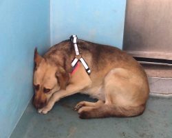 Dog Sat In The Corner After Her Owner Surrendered Her To The Shelter