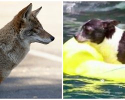 Coyote Lurks In Shadows Of Family’s Home Waiting For Senior Dog To Come Out