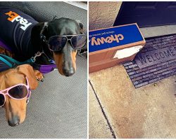 Dachshunds Go To Work With Their FedEx Driver Dad To Help Him Deliver Packages