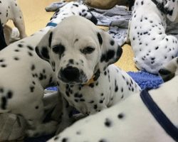 Vet Realized He’s Made A Big Mistake When Dalmatian Finally Gives Birth