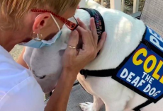 Deafness Can’t Stop This Dog Changing People’s Lives