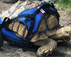 Disabled 70 lb Tortoise Gets His Very Own Wheelchair, Can Now Move Comfortably For The First Time