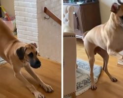 Great Dane Wakes Up Every Day And Gets Right Into His Extremely Energetic Morning Routine