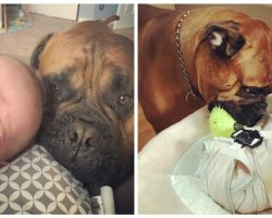 Dog Comforts Crying Baby Brother By Bringing Him His Favorite Toy