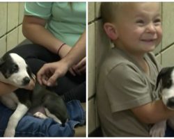 Little Boy’s Family Adopts Shelter Pup With The Same Birth Defect As Their Son