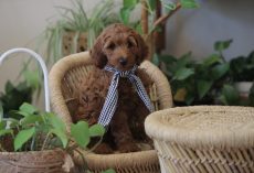 Dog-Friendly Plants (& Plants that are Toxic to Dogs)