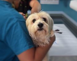 11 Warning Signs That Your Dog Needs to See A Veterinarian