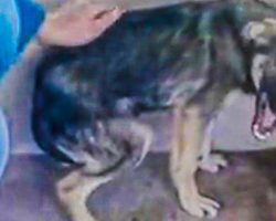 Dog Cries Every Time He’s Touched — Until One Woman Discovers How To Make Him Feel Safe