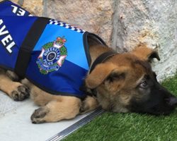 Friendly Puppy Fails Out Of Police Force But Lands A More Fitting Gig