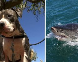 Pit Bull Fights Off Shark To Save Owner
