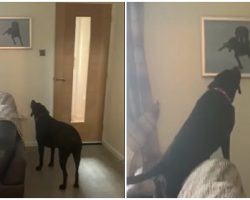 Dog Has The Most Touching Reaction After Seeing Portrait Of His Deceased Brother