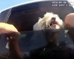 Cop Saves Panting Dog From Sweltering Car While Owner Eats At Nearby Restaurant