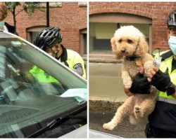Clever Cop Tricks Dog Into Opening Car Doors After Pooch Traps Himself Inside
