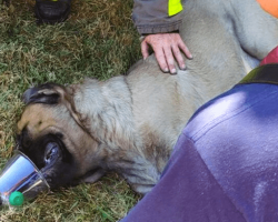 Firefighter Adopts Dog About To Be Euthanized Who He Pulled Out Of Burning Apartment