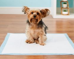 10 Ways To Puppy-Proof Your House