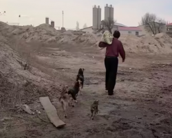 Kind-Hearted Homeless Man Provides Shelter for 30 Stray Dogs