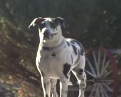 Dog Saves 89-Year-Old Neighbor With Broken Hip