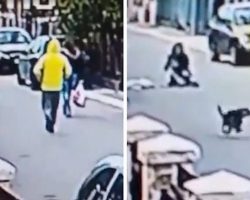 Hero Dog Sees Woman Getting Attacked — And Rushes To Her Rescue