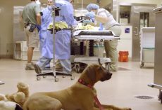 Nervous Dog Waits Patiently As His Zoo Friend Undergoes Surgery