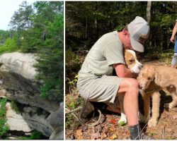 Dog Miraculously Survives A 170-Foot Fall Off A Cliff, Mostly Unharmed
