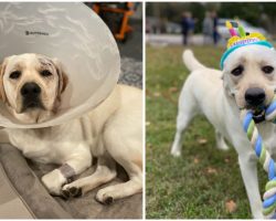 Labrador Pup Who Was Shot In The Head During Home Invasion Hailed As Hero On His 2nd Birthday