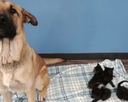 Shivering Dog Spotted In The Snow With Orphaned Kittens Curled Up Next To Her