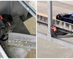 Safety Inspectors Find Dog Stranded In Nook Of Bridge 120 Feet Over Rapid River