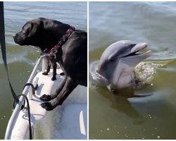 Friendly Dolphin Follows Boat All Day, Keeps Popping Up To Say ‘Hi’ To Dogs