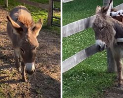 Shy Donkey Who Was Wary Of People And Dogs Gets The Friend He Needs In Pittie