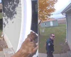 Pup Pushes Door Open, Lets Herself Inside & Leaves Door Open, Leading To Cops Being Called
