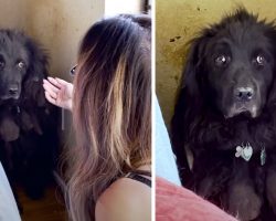 Fluffy Dog Spent 6 Years Living In The Corner Of This House