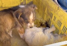 Puppy Found Guarding Her Dying Sister Needs Help Also