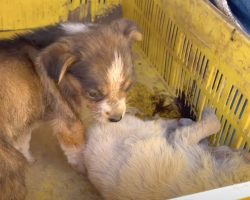 Puppy Found Guarding Her Dying Sister Needs Help Also