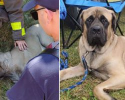 Firefighter Adopts Dog He Rescued From Fire And Then Saved From Being Put Down