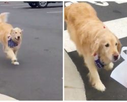 Adorable Video Shows Golden Retriever Fetching Chick-fil-A For Her Owner