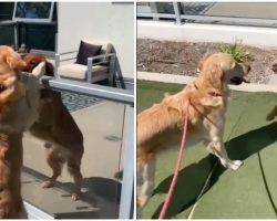 Golden Retriever Has Sweetest ‘Romeo and Juliet’ Romance With The Dog Downstairs