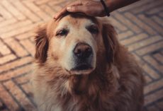 Heartwarming Stories Celebrating Old Dogs