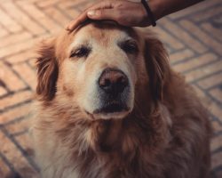 Heartwarming Stories Celebrating Old Dogs