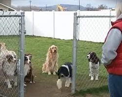 Good Dogs Wait Patiently For Their Names To Be Called