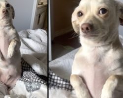Mom Tells Her Dog She Has To Go To Work, And He Gets Out The ‘Puppy Eyes’