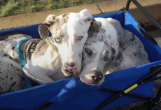 Woman’s Adopted Pup Turned Out To Be ‘Different’ – When She Found Out, She Adopted His Brother Too