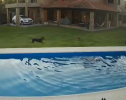 Security Camera Shows Heroic Pup Running To Old Dog Friend Who Fell In Pool