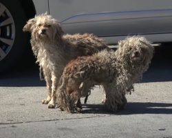 Two Homeless Dogs Only Had Each Other Out Here On The Mean Streets