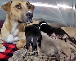 Homeless Mama Dog Gave Birth On The Streets & Protected Her Puppies At All Costs