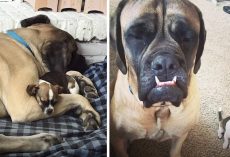 Gentle Giant Gets A New Little Sister And Falls In Love With Her