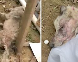 Dog Collapses In Man’s Yard, Doesn’t Open His Pretty Eyes For A Week