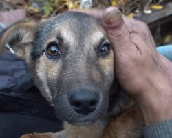 Little Puppy Lived At A Garbage Dump, But He Wasn’t Without Love