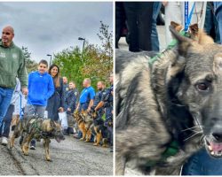 Police K9 Shot In The Line Of Duty Receives A ‘Hero’s Welcome Home’ As He Leaves Hospital