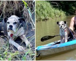 Kayakers Find Lost Dog On The Riverbank, Give Her A Ride Back To Shore