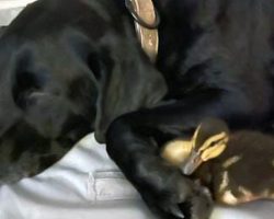 Black Labrador Retriever Saves Her Duck Buddies From Eight Foot Alligator